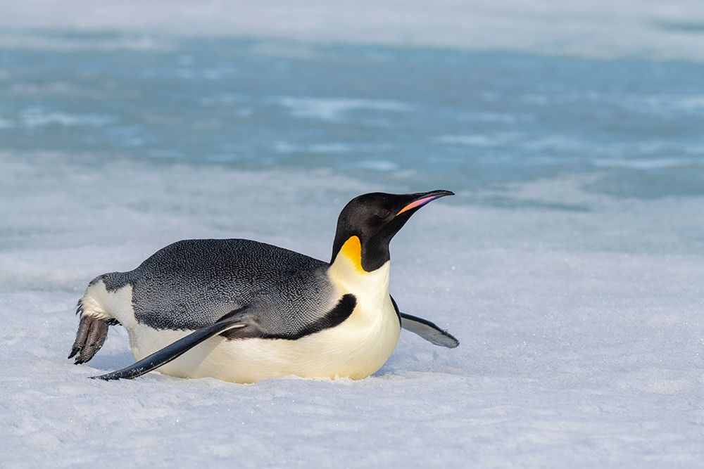 Antarctica-Weddell Sea-Snow Hill. Emperor penguin